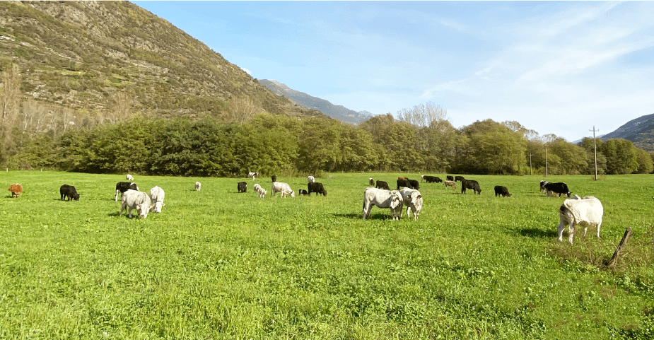 La relazione tra salute del bovino e l'allevamento